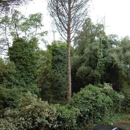 Cassia Rome